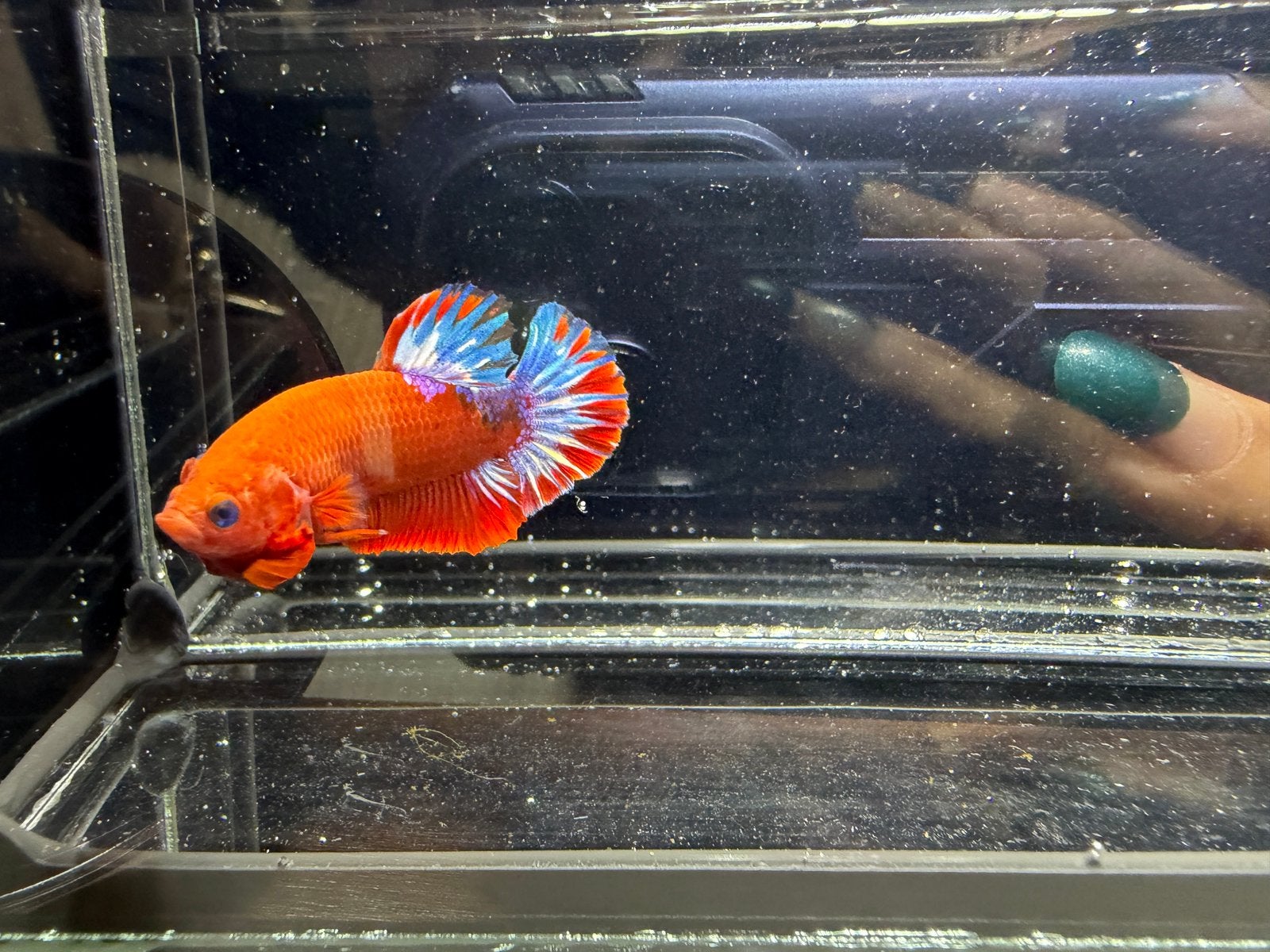 Betta hellboy man, Dieren en Toebehoren, Vis