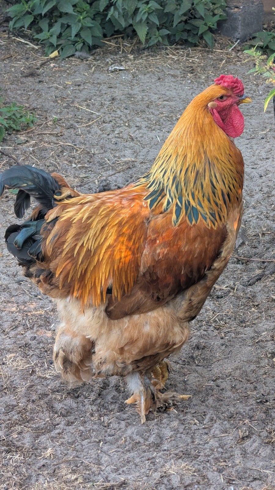 gratis Brahma haan, Mannelijk, Kip