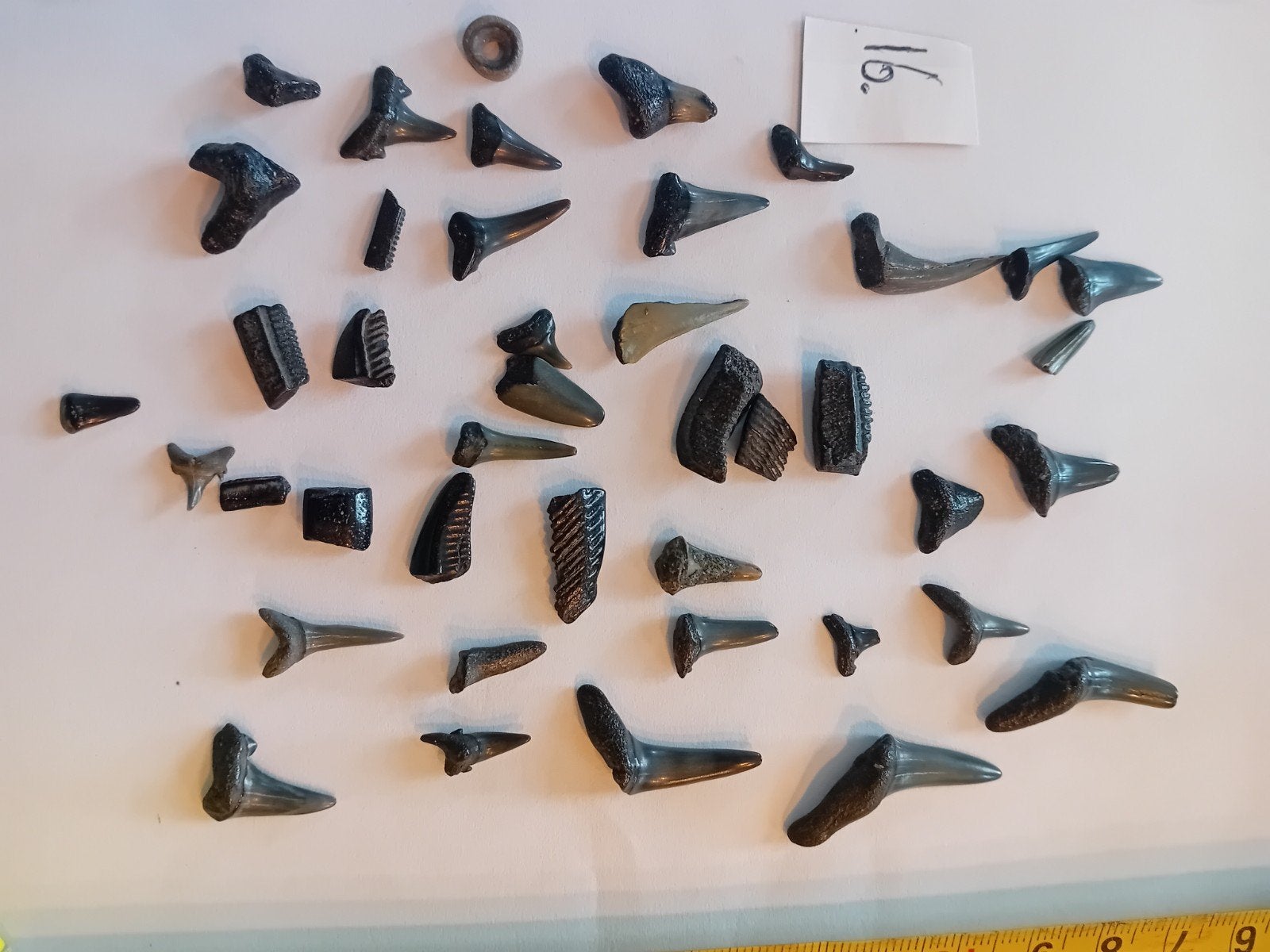 Haaientanden uit Breskens, Nieuwvliet en Cadzand - Zakje 16, Ophalen of Verzenden, Fossiel