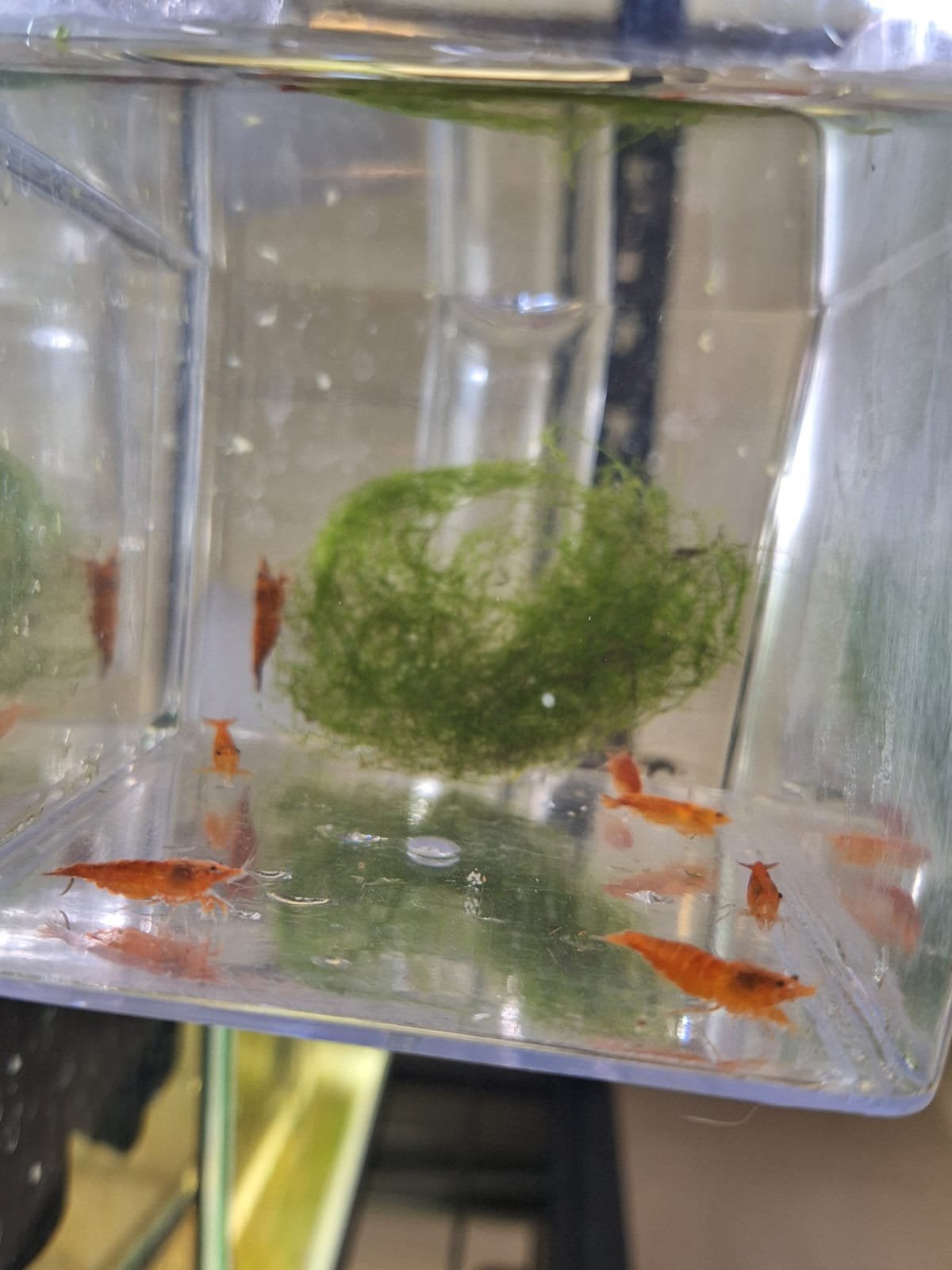 Oranje garnalen, Dieren en Toebehoren, Kreeft, Krab of Garnaal