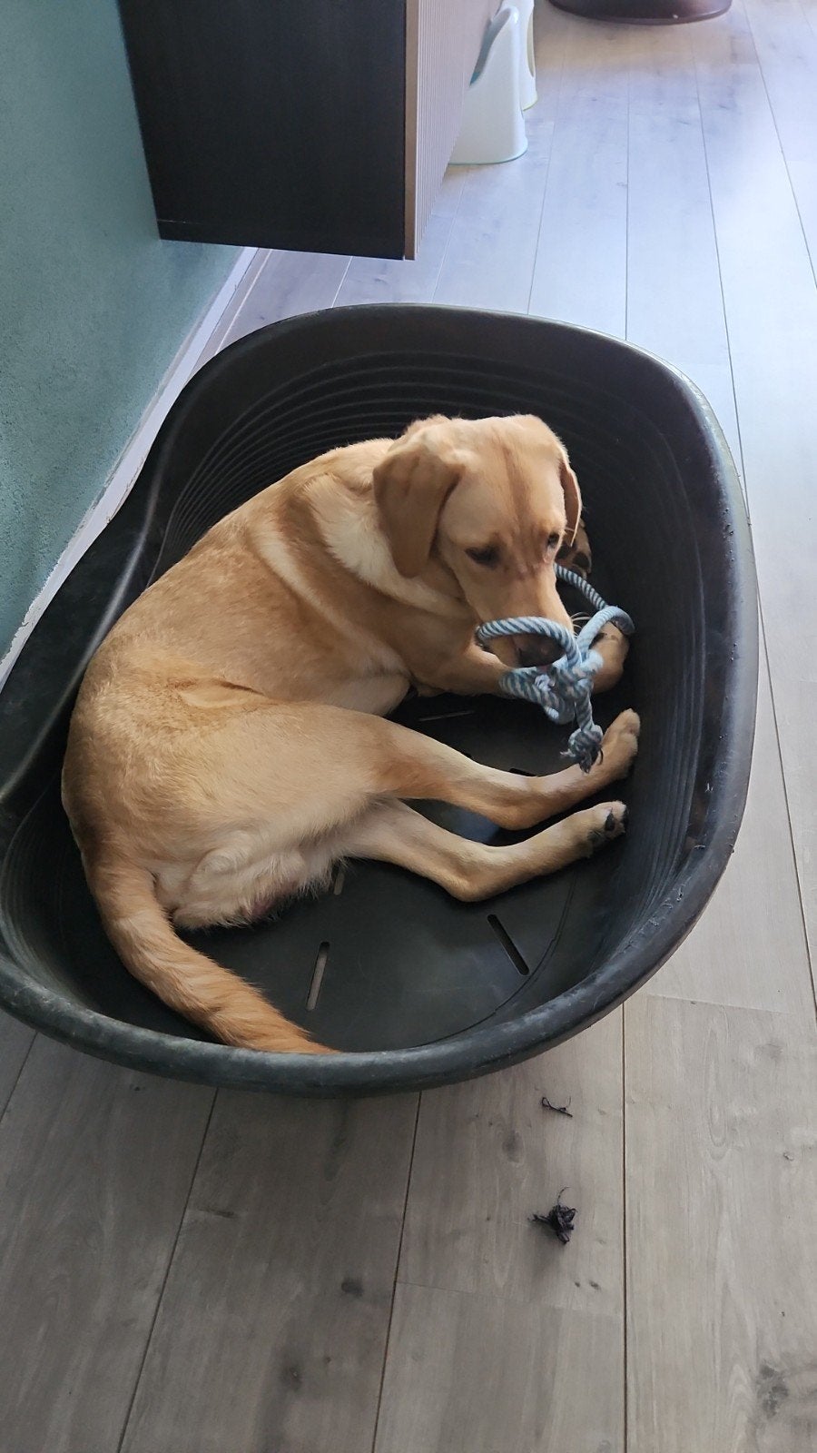 theo labrador van bijna 1 jaar, Dieren en Toebehoren, 15 weken tot 1 jaar, Reu, Groot, Eén hond