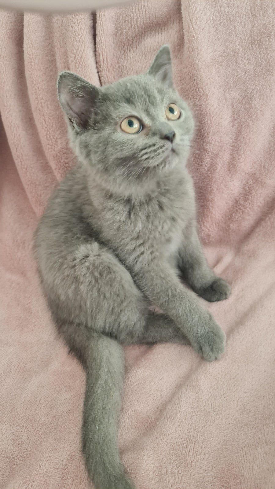 Britse korthaar kittens, Meerdere dieren
