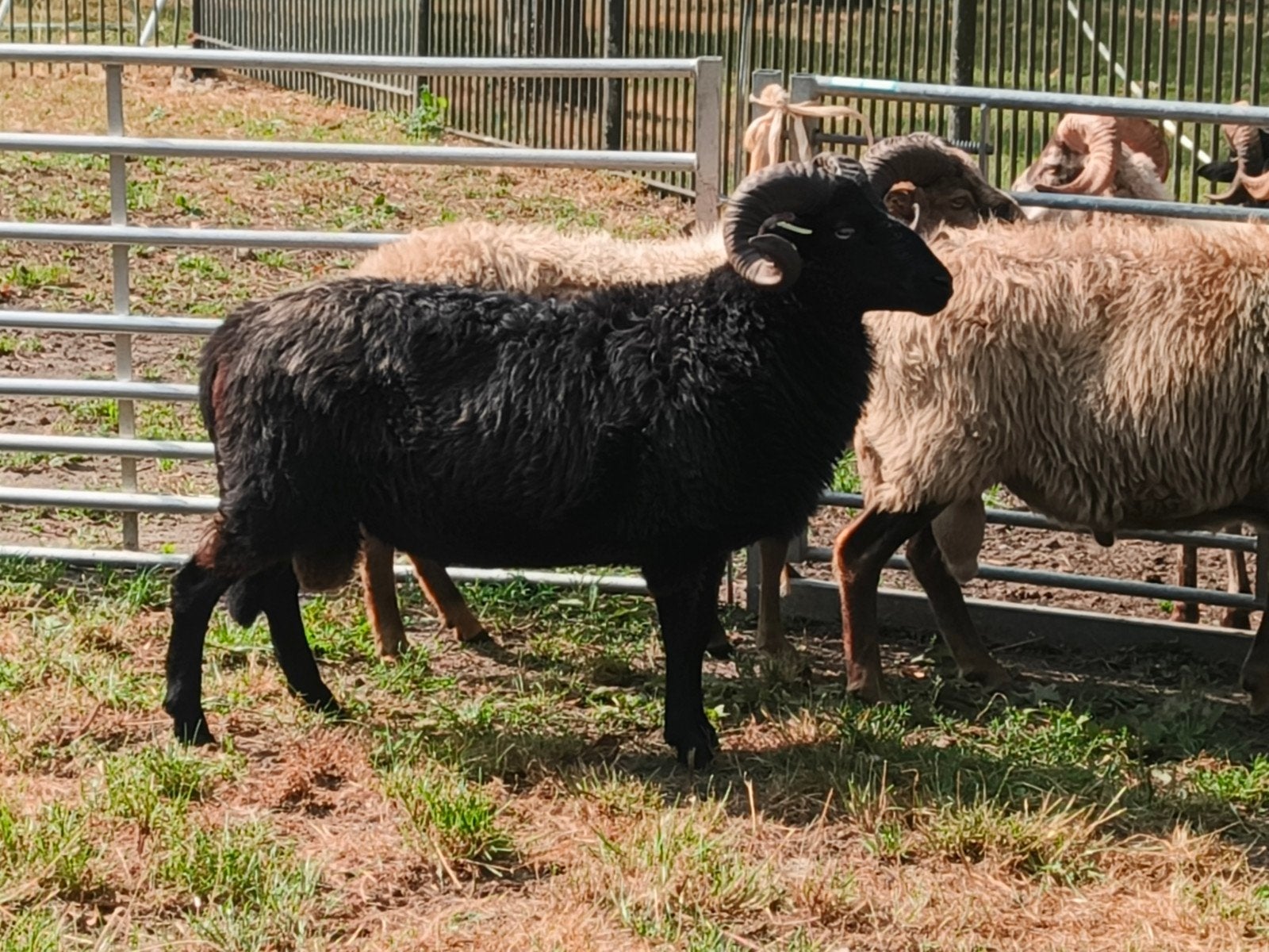 Drents heideschaap rammen, Mannelijk, Schaap, 0 tot 2 jaar