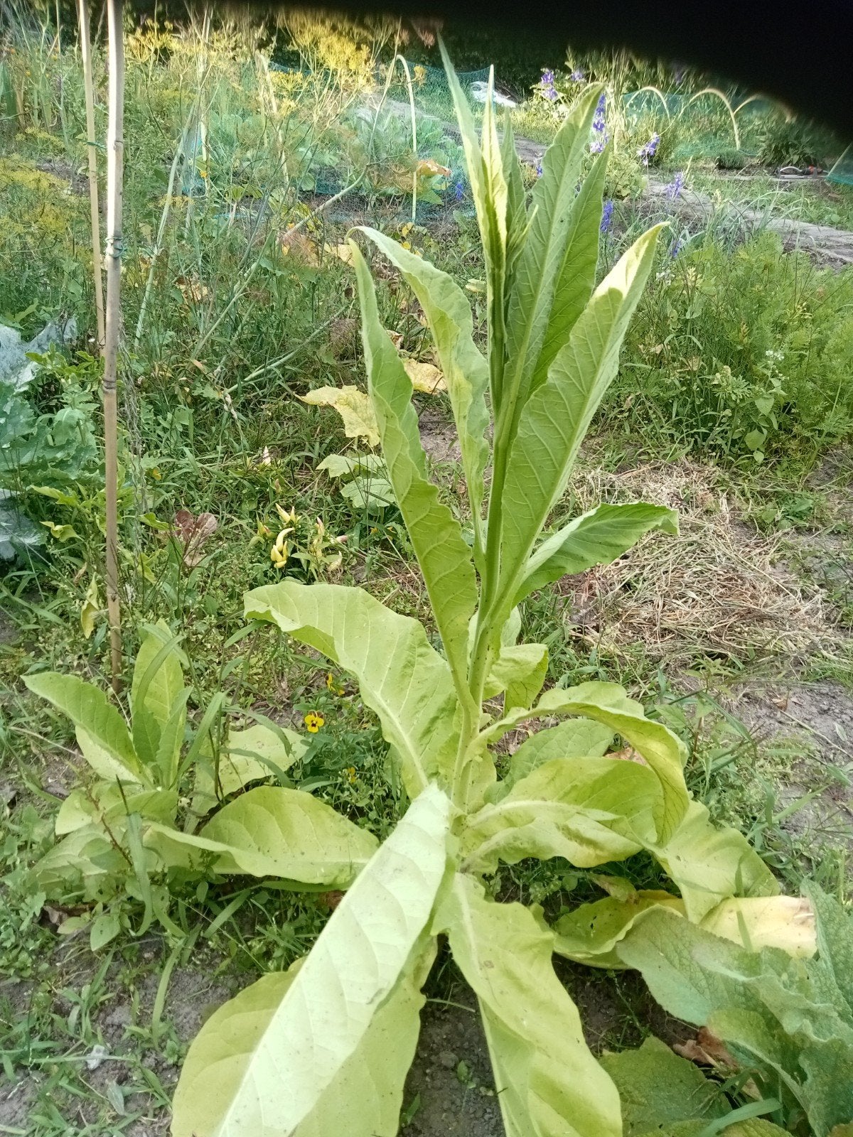 Nicotiana tabacum Negro - Tabaksplant Negro zaden, Ophalen of Verzenden, Voorjaar, Volle zon, Zaad