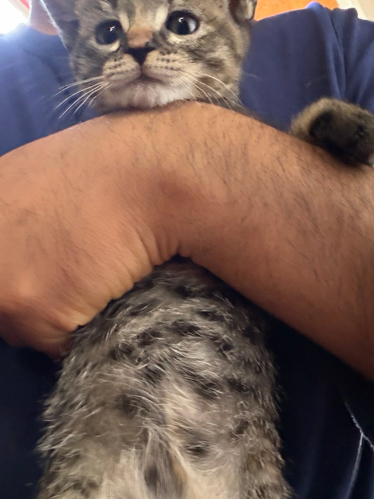 Kittens, Dieren en Toebehoren, Meerdere dieren, Kortharig, 0 tot 2 jaar