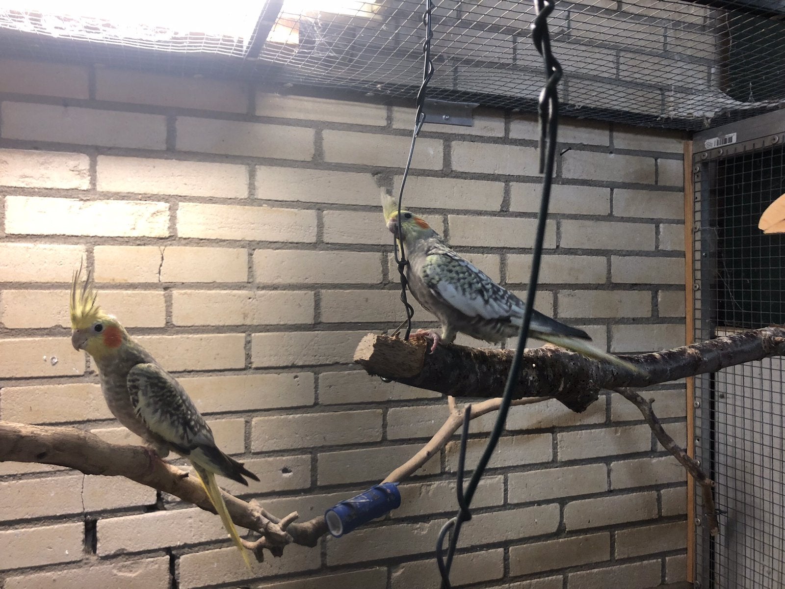 Geparelde valkparkieten, Dieren en Toebehoren, Vrouwelijk, Parkiet