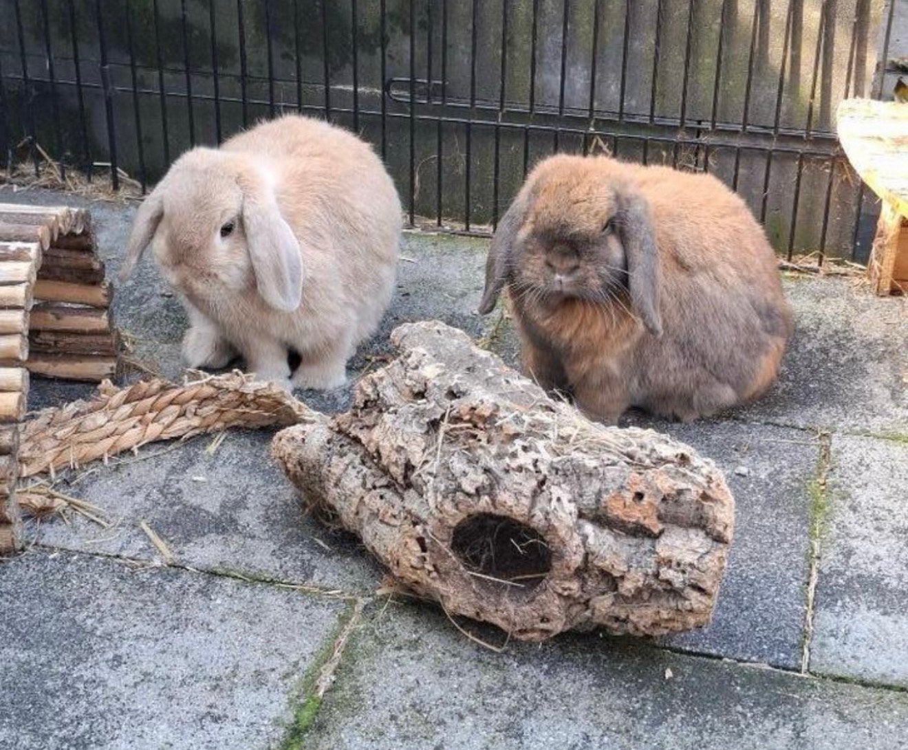 Nederlandse dwerg hangoren konijnen zoeken huisje, Dieren en Toebehoren, Meerdere dieren, Dwerg, Hangoor, 0 tot 2 jaar