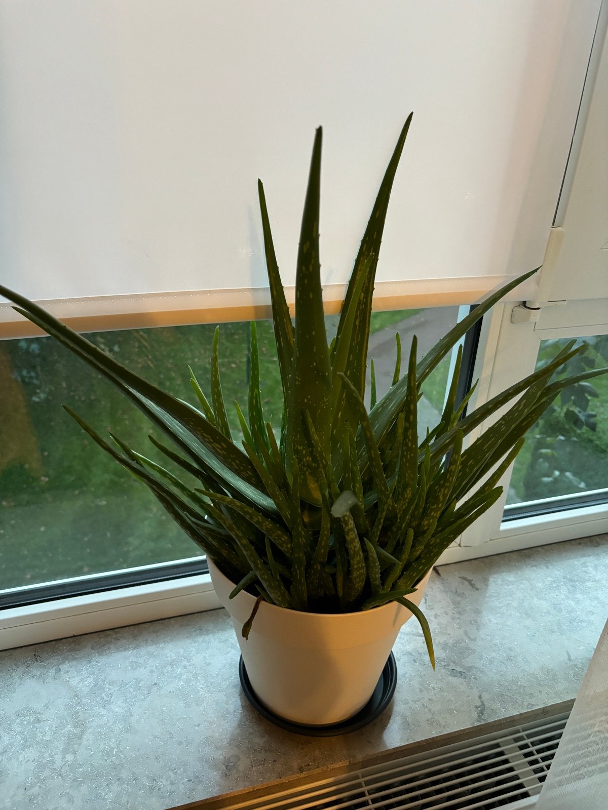 Grote Aloë Vera plant in pot, Ophalen, Vetplant, 100 tot 150 cm, Halfschaduw