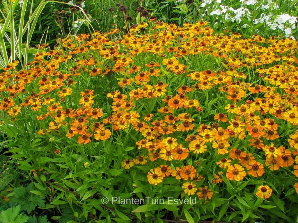 Helenium amber dwarf, Ophalen, Minder dan 10 m²
