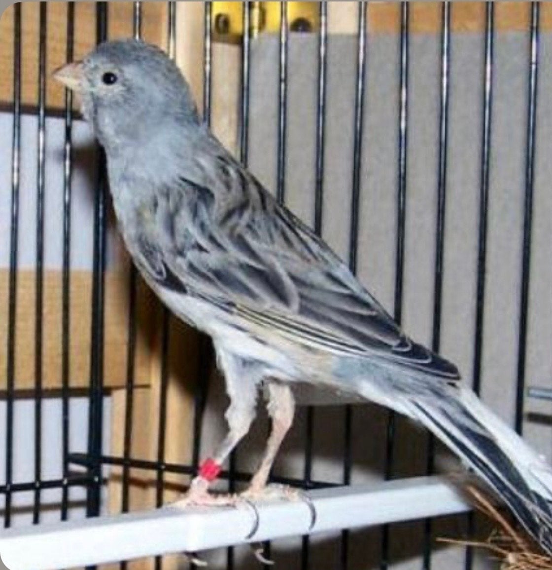Te koop gevraagd Spaanse timbrado blauw, Meerdere dieren