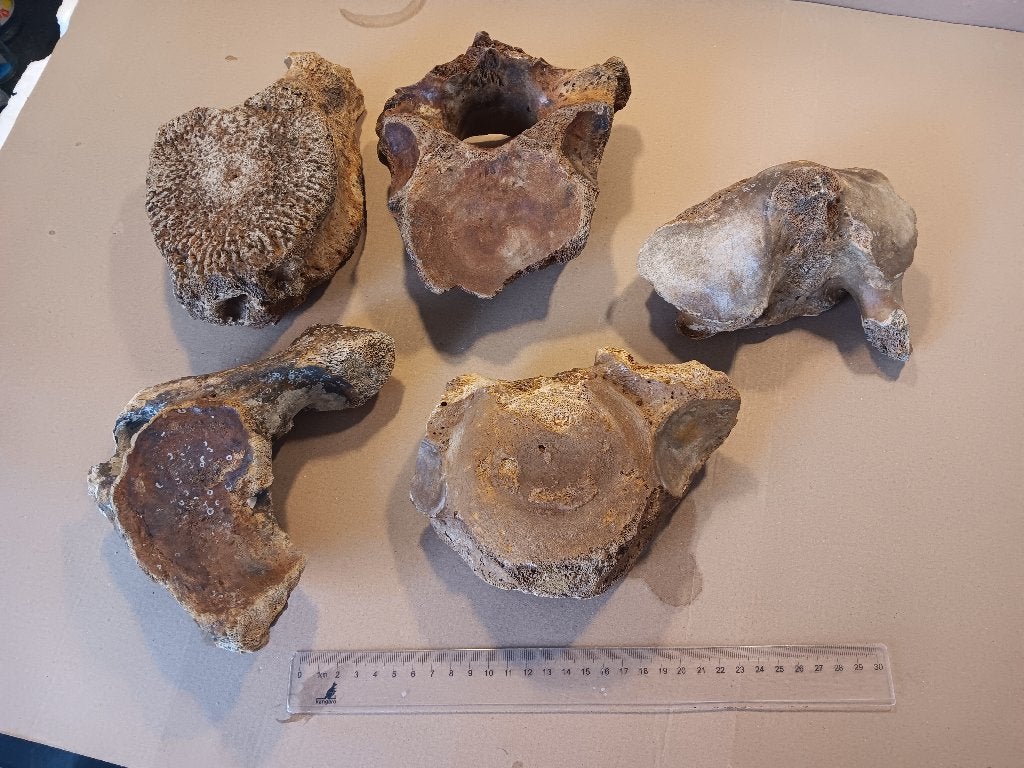 Mammoet wervels noordzee bot kies tand fossiel, Verzamelen, Ophalen of Verzenden, Fossiel