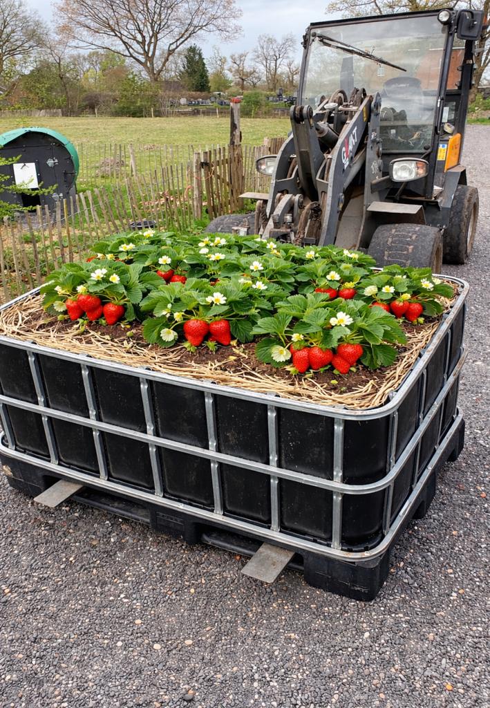 Ibc met aardbeien planten moestuinbak, Tuin en Terras, Ophalen of Verzenden