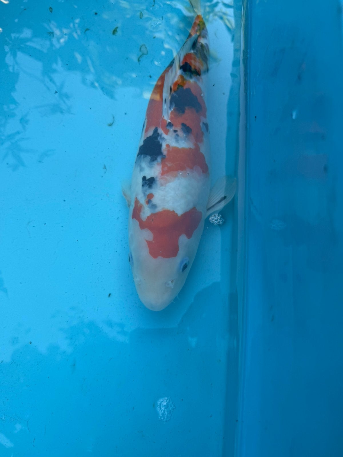 Sanke koi, Karper of Koi
