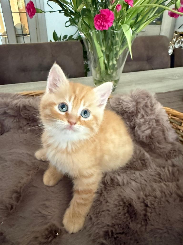Lieve kittens kruising Perzische L.h en Europese K.h 🐾, Dieren en Toebehoren, Katten en Kittens | Raskatten | Langhaar, Meerdere dieren