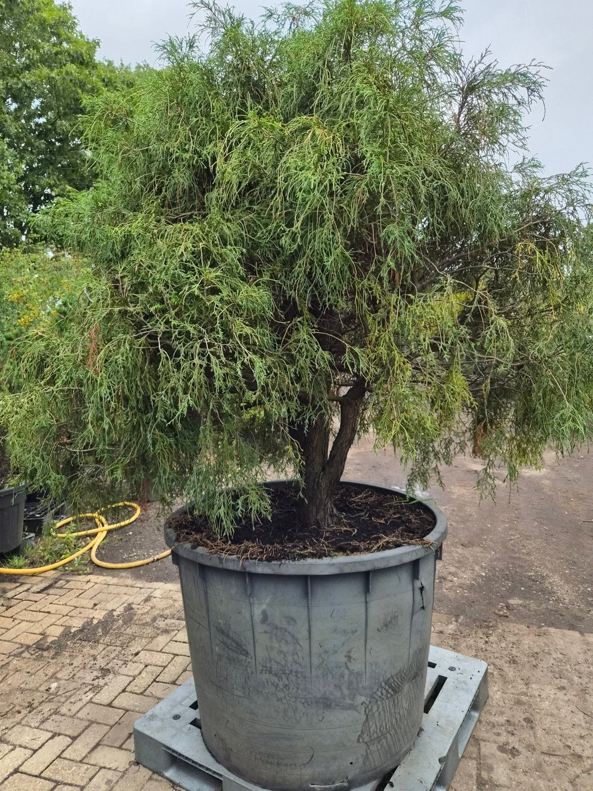 Chamaecyparis pisifera Filifera Gold - Japanse draadcipres, Tuin en Terras, Ophalen of Verzenden, Bloeit niet, Overige soorten