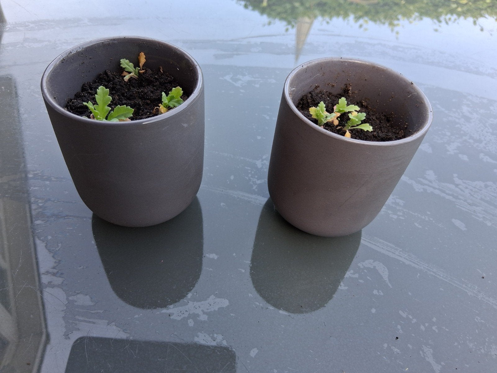 Twee grijze potjes met pioenen, Ophalen of Verzenden, Overige soorten, Volle zon