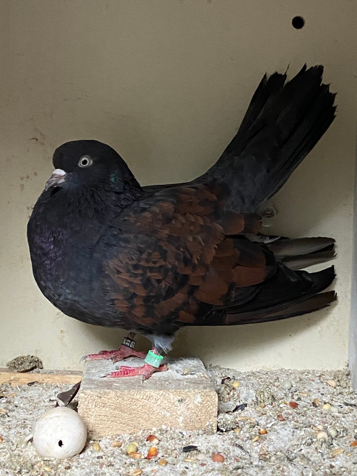 Oosterse roller duivin, Dieren en Toebehoren, Vrouwelijk