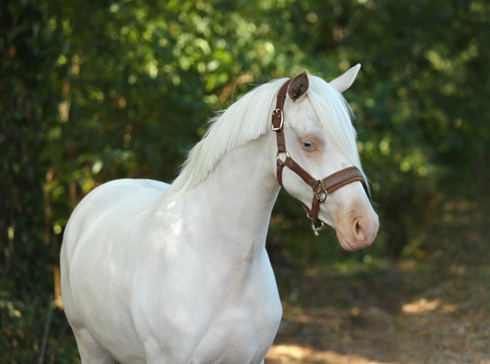 Prachtige C & D pony’s, Dieren en Toebehoren, Pony's, Merrie, Met stamboom, 3 tot 6 jaar, C pony (1.27m tot 1.37m)