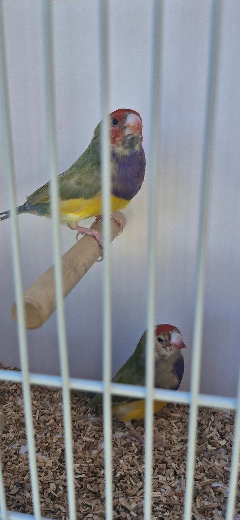 Gouldamadines, Meerdere dieren, Tropenvogel, Geringd