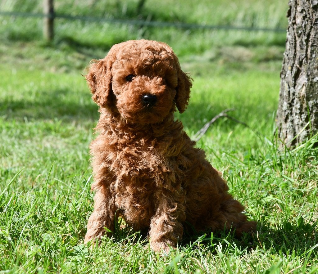 Te koop  mooie rode Toy/dwerg poedel pups uit geteste ouders, Poedel, Parvo, Nederland, 8 tot 15 weken