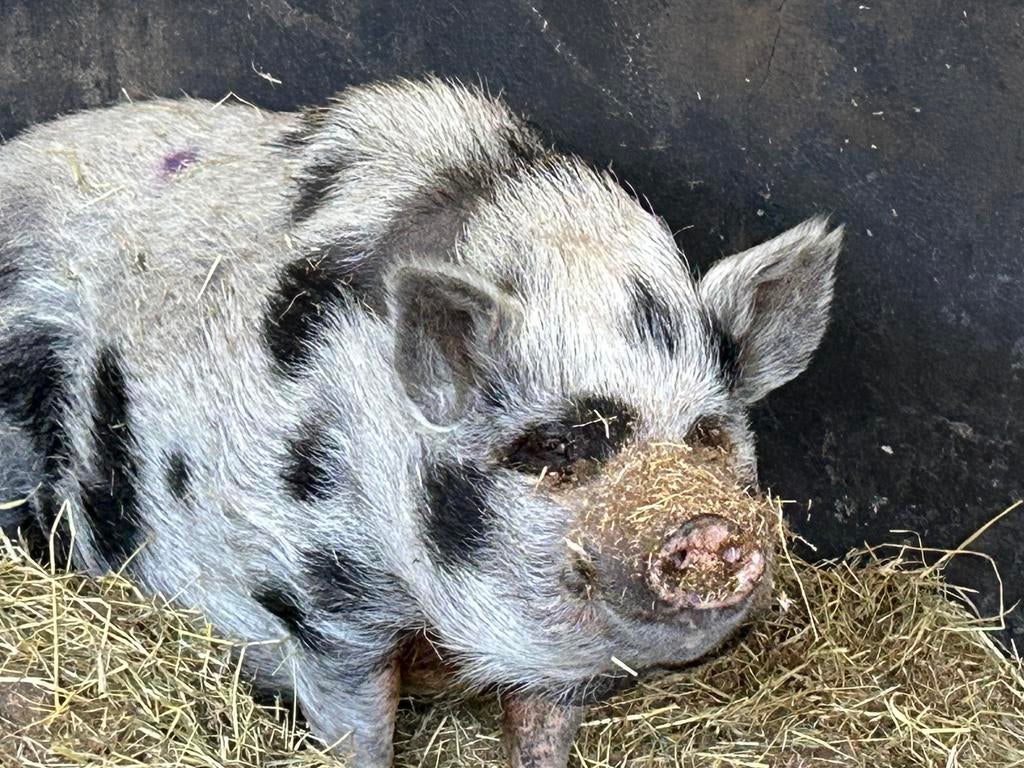 Klein / mini varken, Dieren en Toebehoren, Geslacht onbekend, Varken