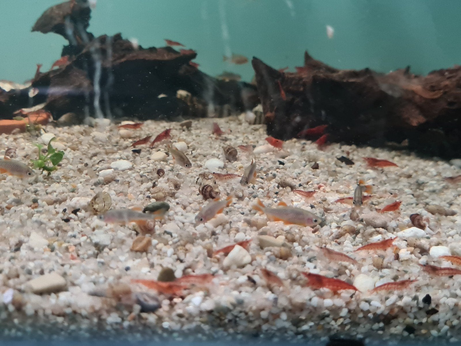 Microrasbora Galaxy, Dieren en Toebehoren, Vis, Zoetwatervis, Schoolvis