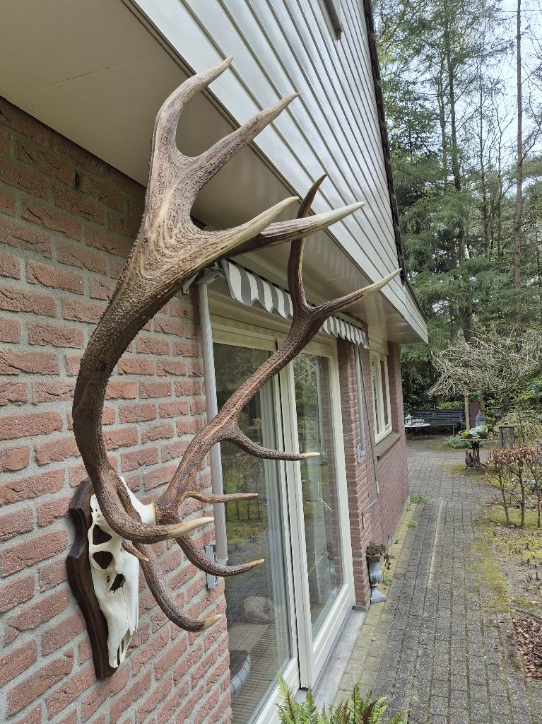 Groot Zwaar Edelhert Gewei Trofee 8,2 kg Jacht Mancave, Verzamelen, Dierenverzamelingen, Ophalen, Zo goed als nieuw, Hert, Gewei of Kop