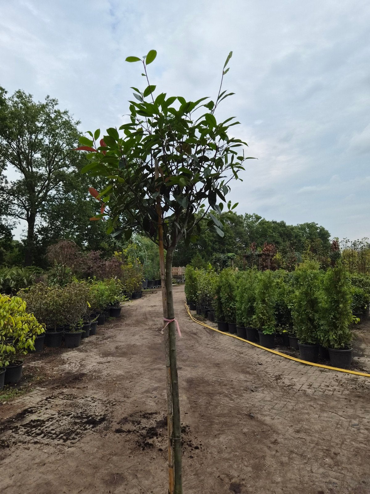 Photinia fraseri 'Red Robin' stam - Glansmispel, Tuin en Terras, Overige soorten, Lente, 100 tot 250 cm, Ophalen