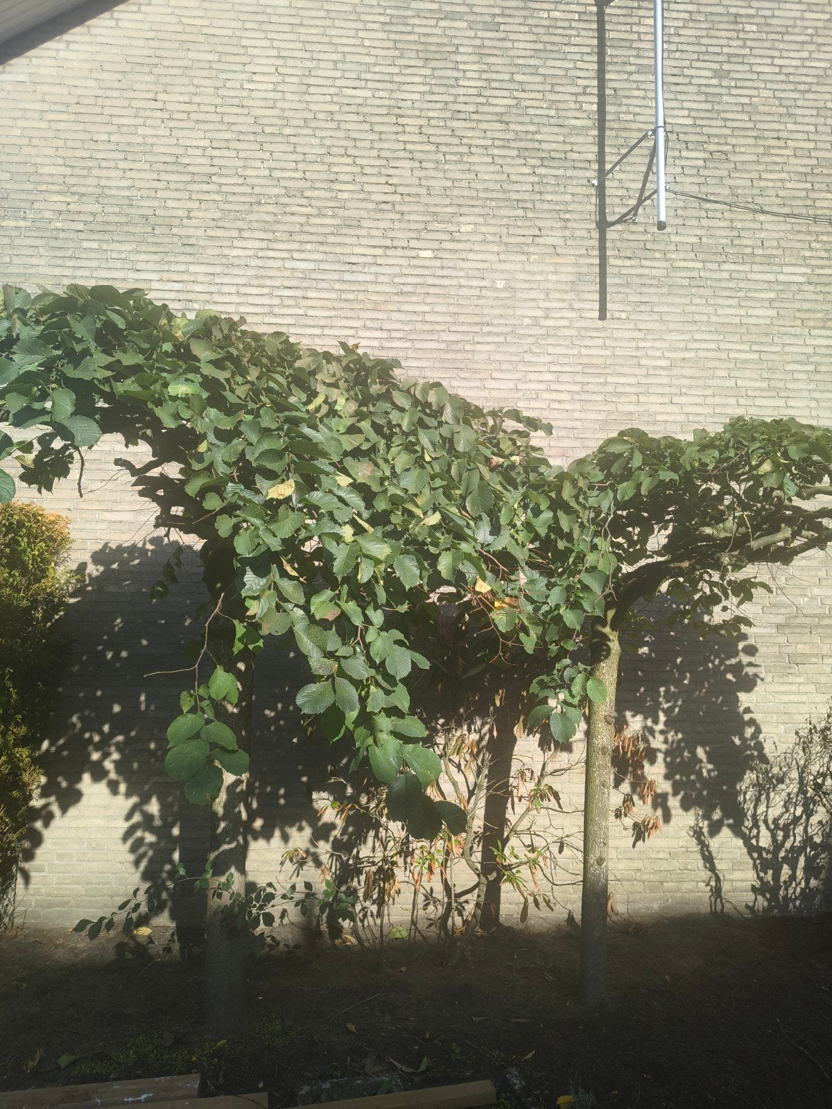 2x Treurbeuk - Zelf uit te halen, Tuin en Terras, Treurboom, Lente, 250 tot 400 cm, Ophalen