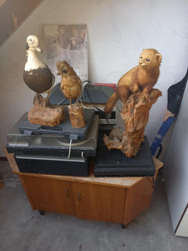 Jacht dieren te koop en jacht schoenen, Ophalen, 200 cm of meer, Minder dan 50 cm
