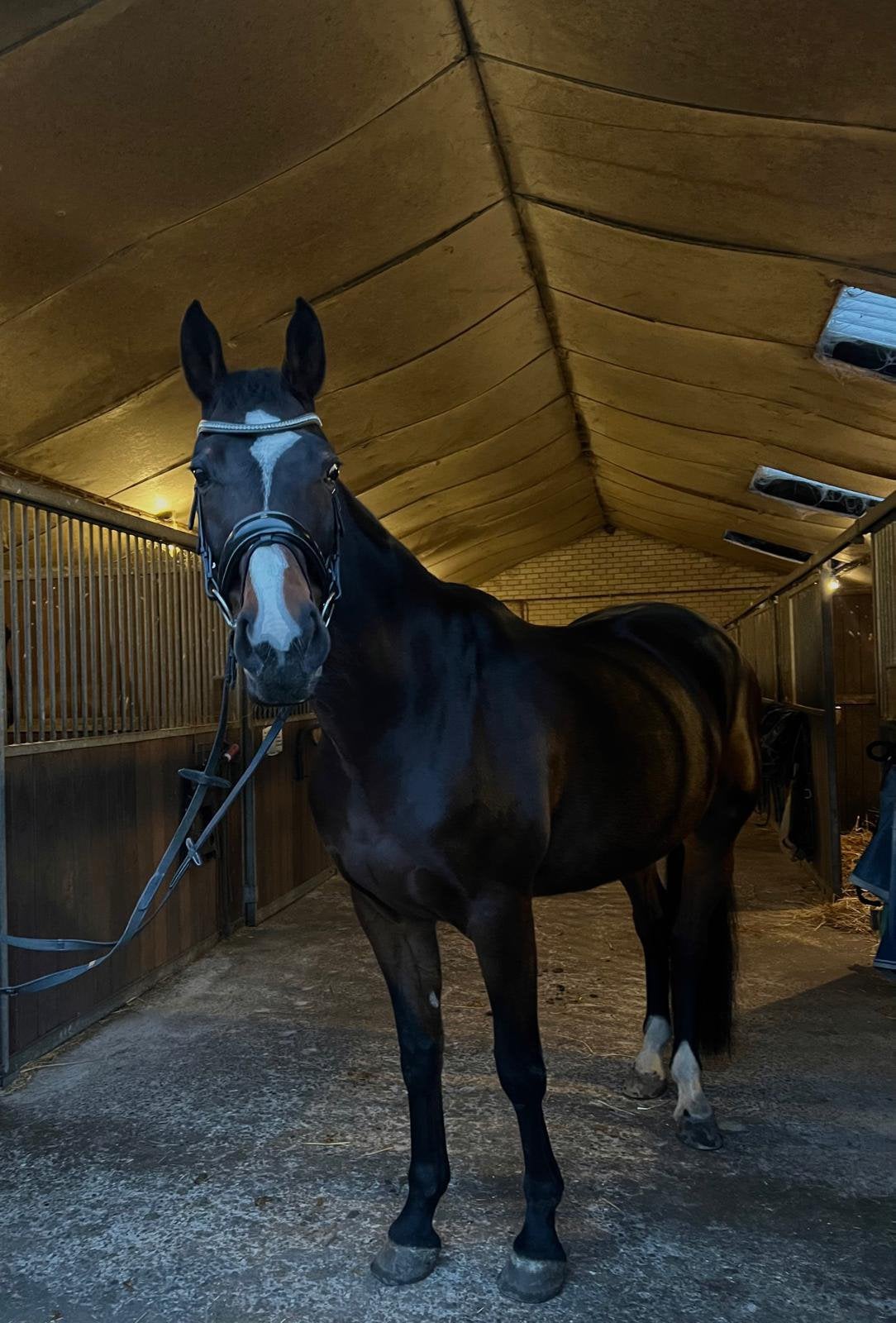 Lieve merrie te koop, Dieren en Toebehoren, Merrie, 11 jaar of ouder