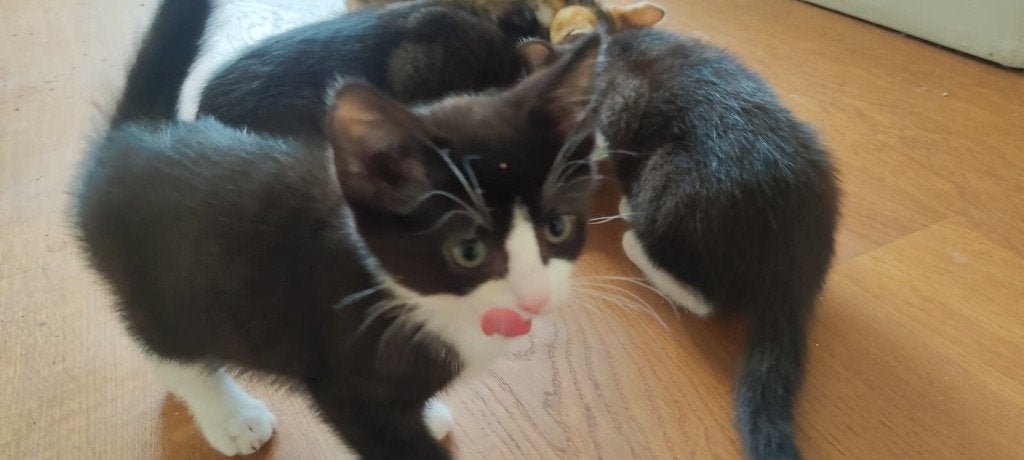 Kitten te koop, Meerdere dieren, Gechipt, 0 tot 2 jaar