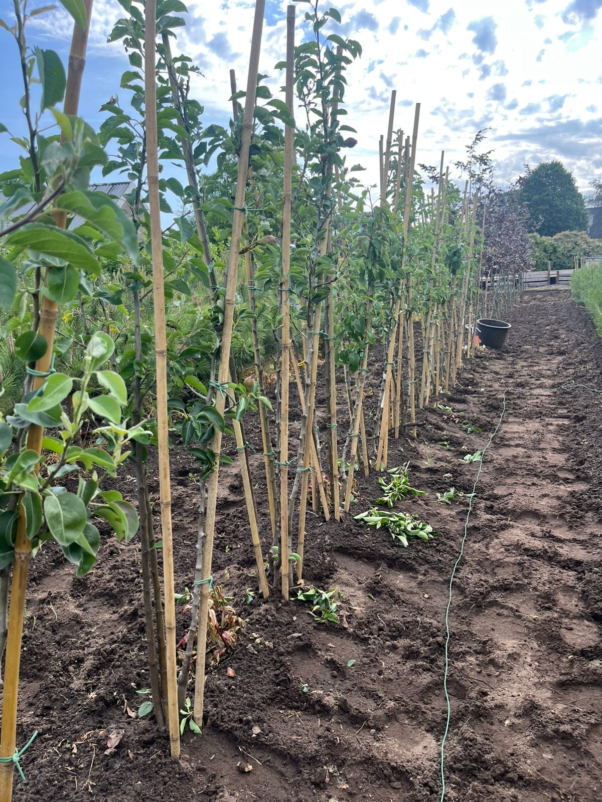 Meerstaminge fruit . Peer appel kers bij elkaar, Tuin en Terras, Ophalen of Verzenden, Volle zon, Overige soorten
