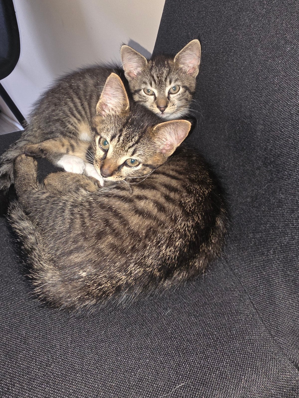2 schattige Europese kittens, Kater