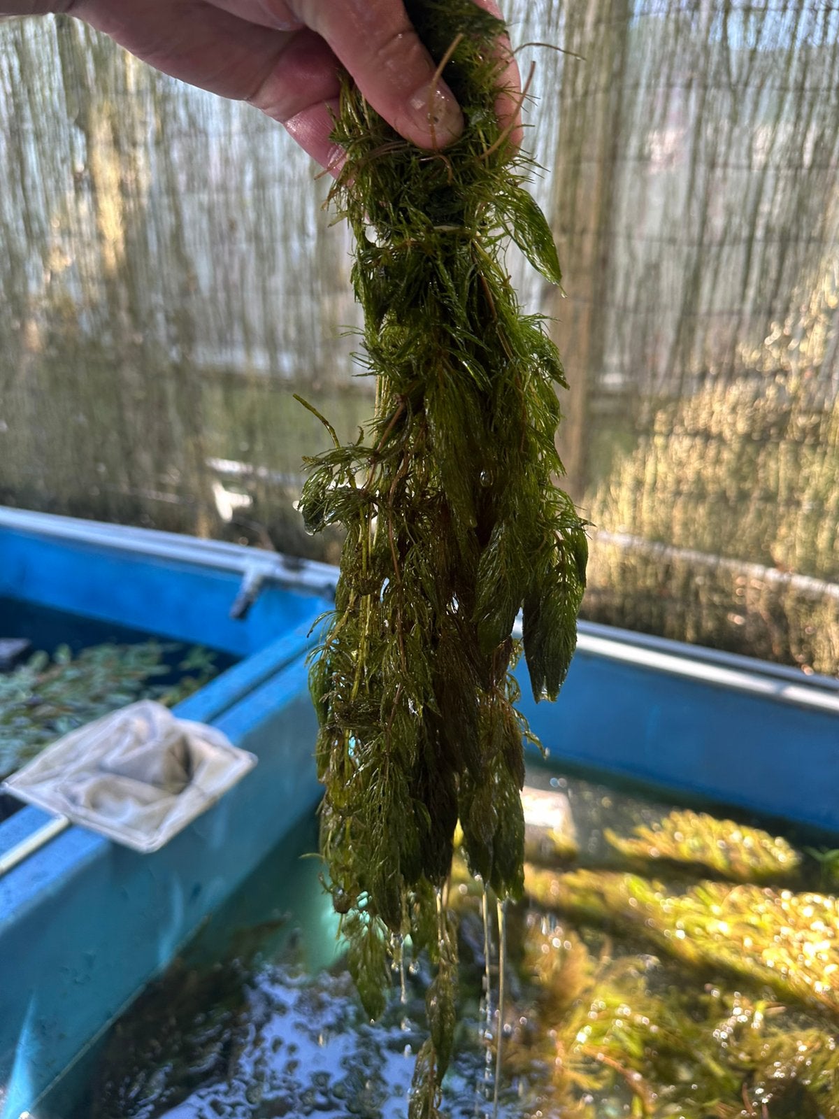 Gedoornd hoornblad, krabberscheer.waterpest., kikkerbeet etc, Ophalen, Nieuw