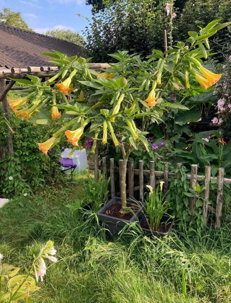 Brugmansia, diverse kleuren, Ophalen, Volle zon