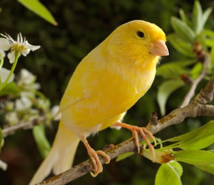 Gezocht kanarie man of pop, Meerdere dieren, Kleurkanarie