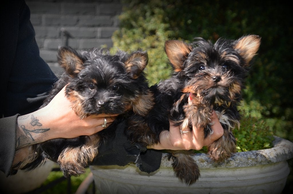 Yorkshire Terrier pups, Dieren en Toebehoren, Honden | Jack Russells en Terriërs, Yorkshire Terriër, België, 15 weken tot 1 jaar