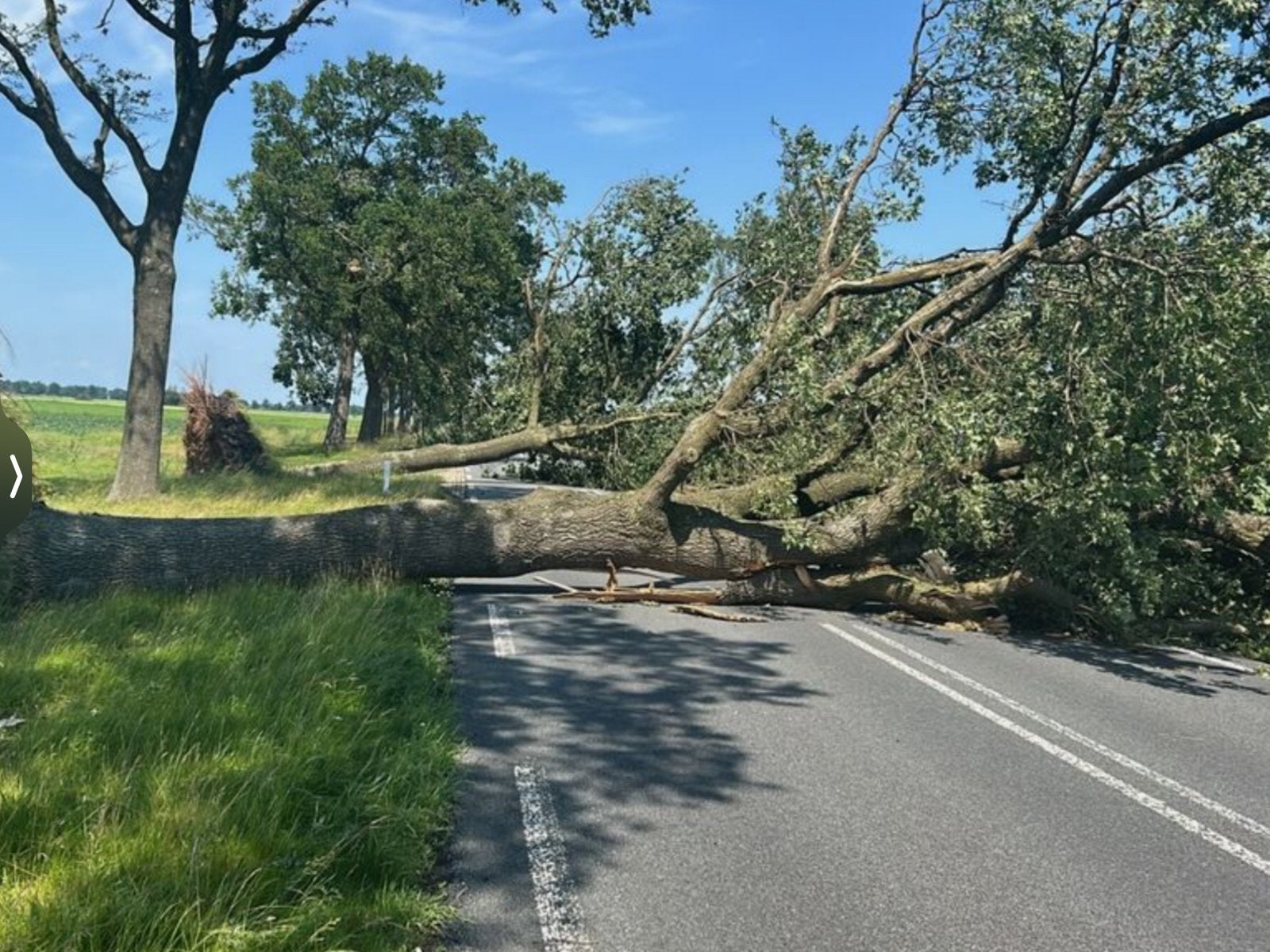 Omgevallen boom stormschade, Tuin en Terras, Ophalen of Verzenden, Volle zon, Overige soorten