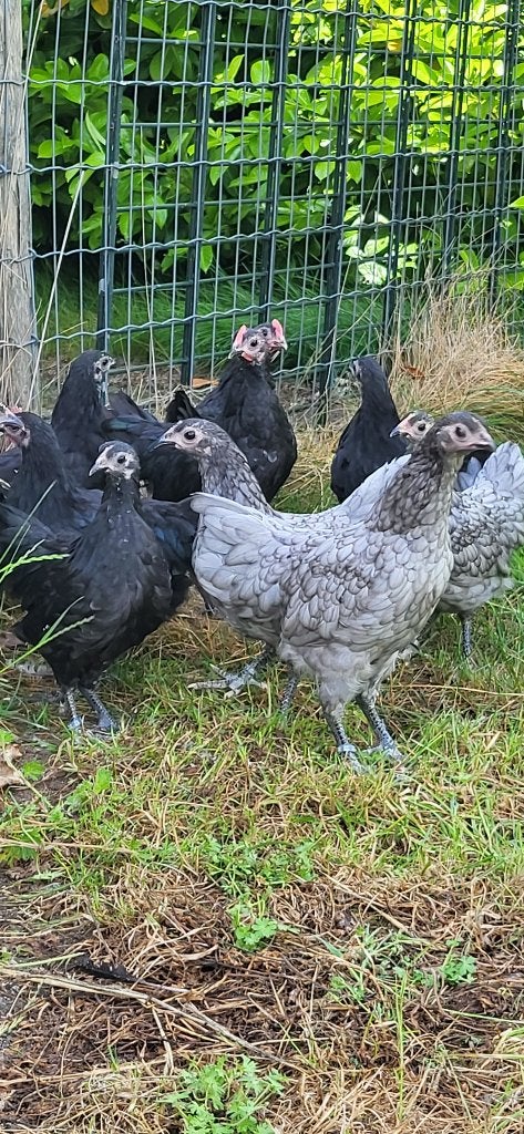 Australorp krielen, Dieren en Toebehoren, Vrouwelijk, Kip