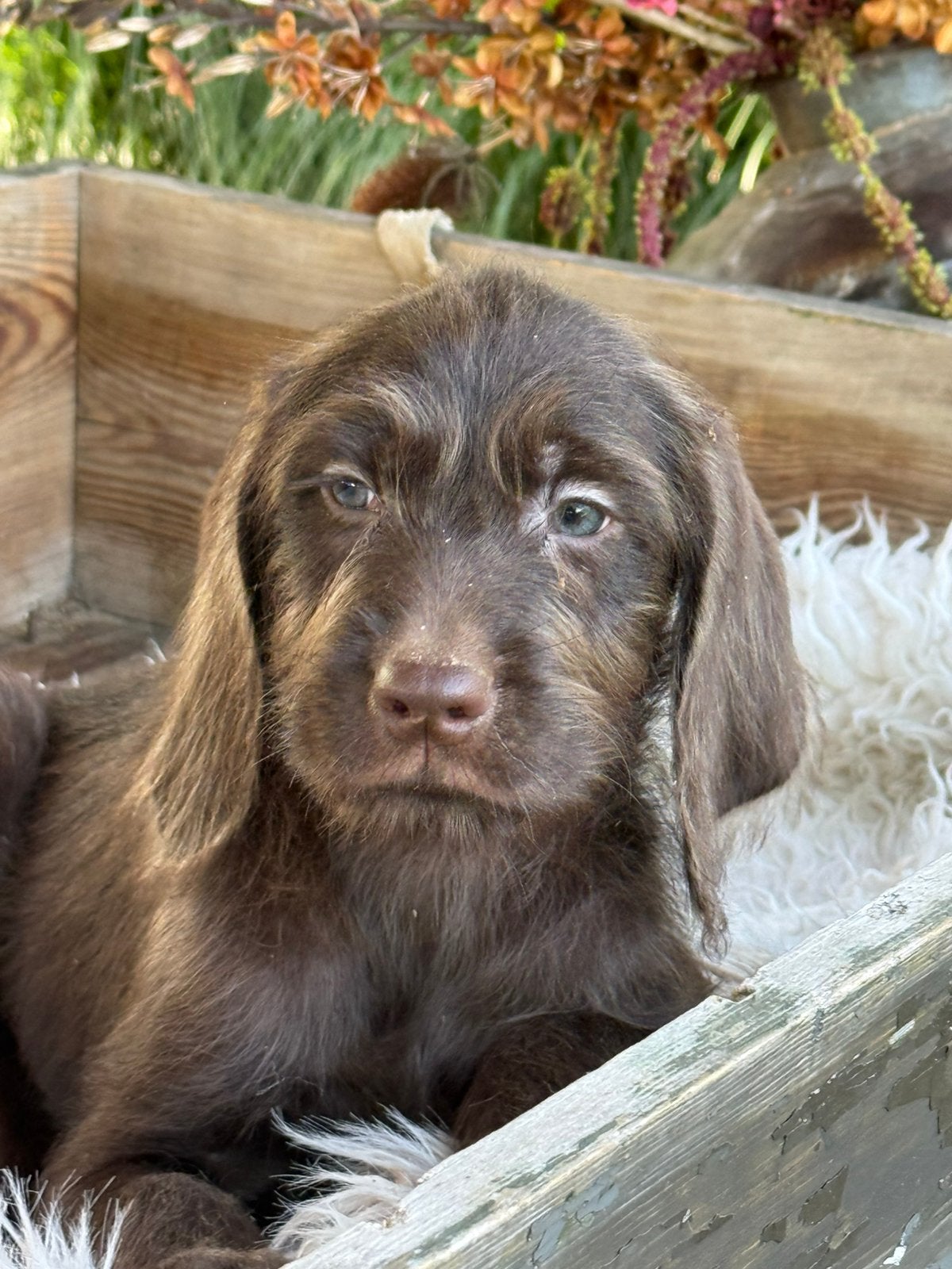 Weimaraner kruising, Parvo, Nederland, 8 tot 15 weken, Meerdere