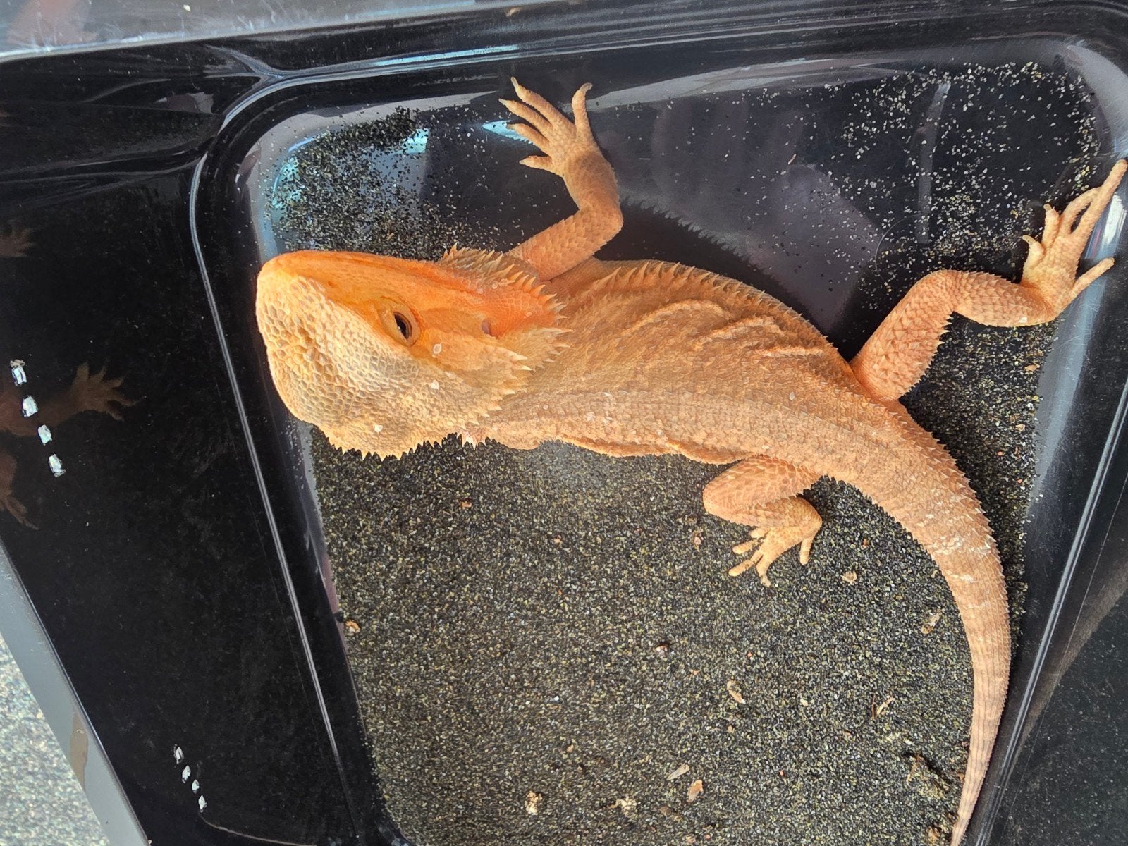 Prachtige vrouwelijke Translucent baardagaam Bearded Dragon photo 2