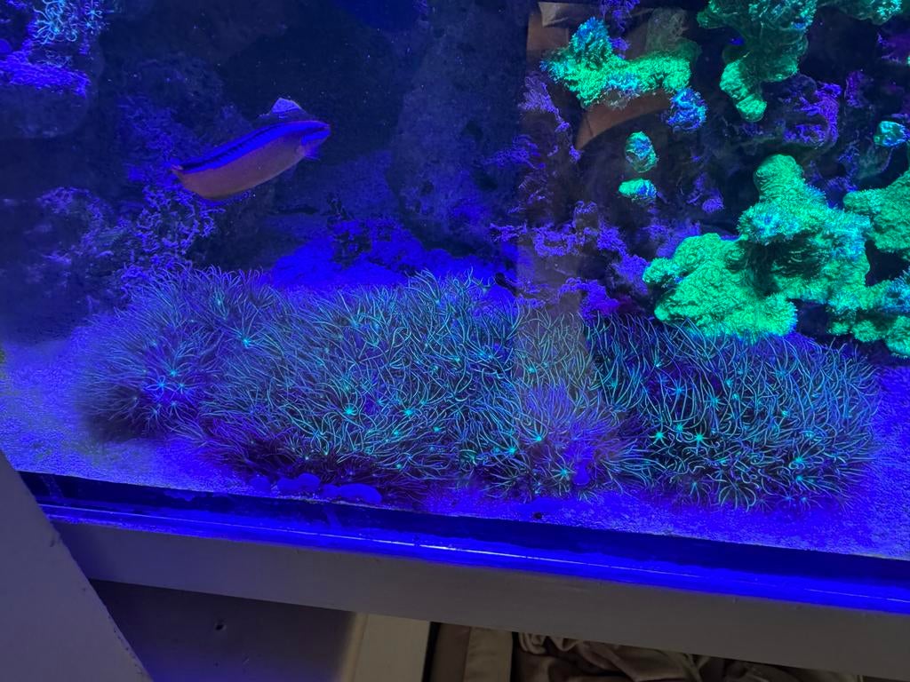 Mooie stukken sterpoliep, Ophalen, Gevuld zeewateraquarium