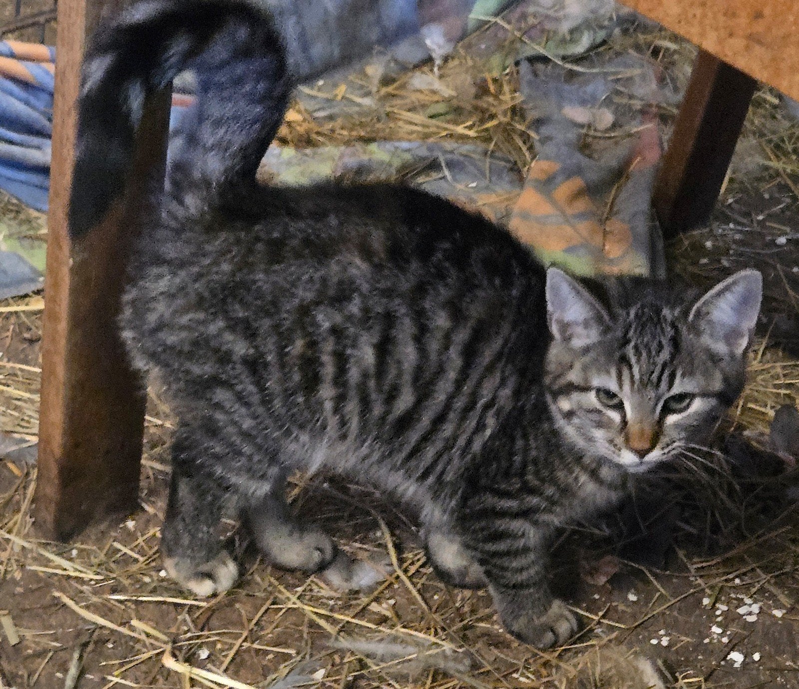 2 Supermooie, Wildere Poesjes. Wie geeft ze een kans?, Poes, Kortharig, 0 tot 2 jaar