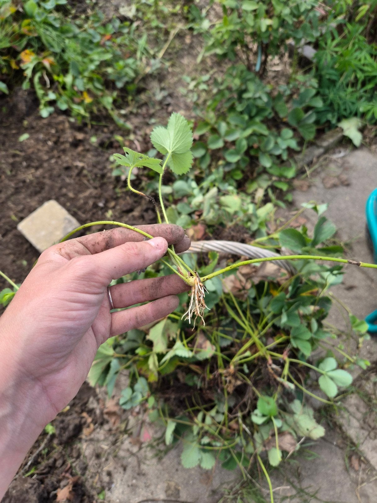 Aardbeien stekjes - Vroeg ras uit eigen moestuin, Ophalen, Fruitplanten, Volle zon