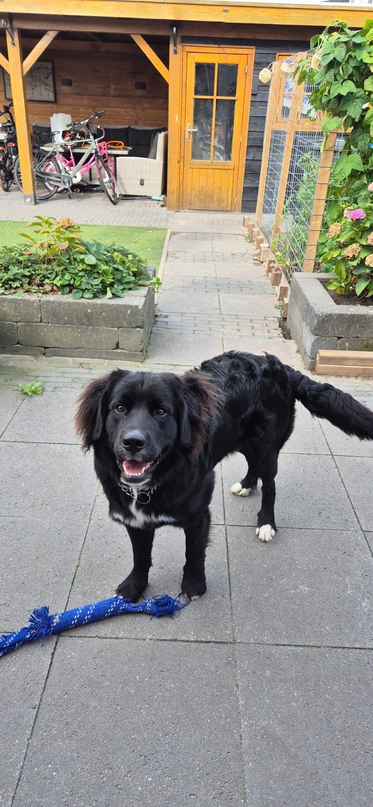 Berner Sennen/Labrador, 11 maanden, 15 weken tot 1 jaar, CDV (hondenziekte), Eén hond, Nederland