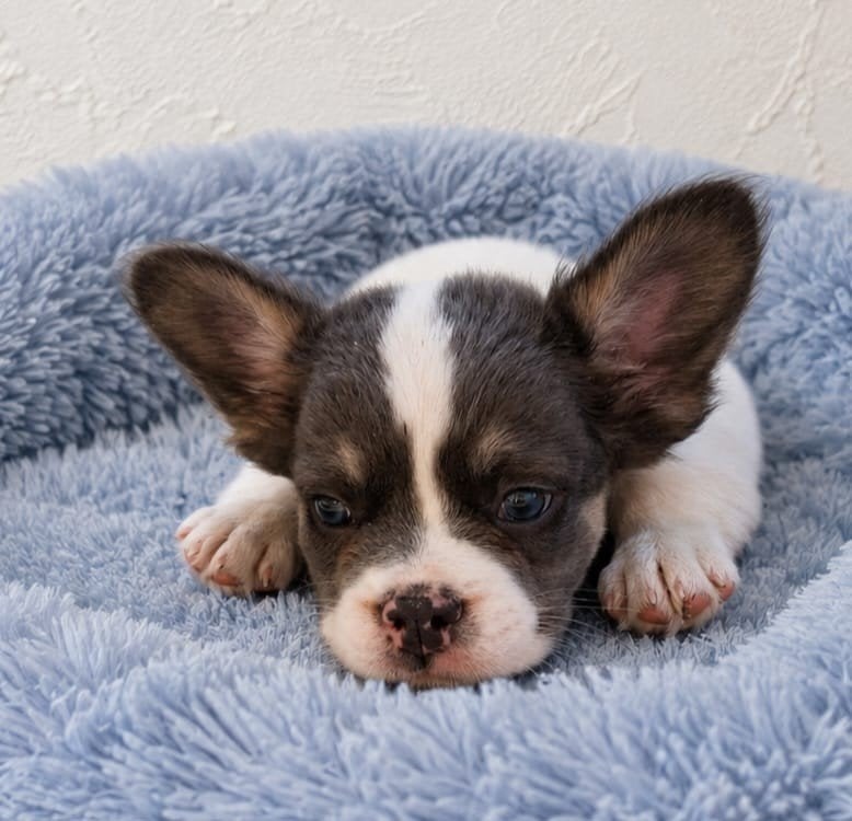mooie gezonde franse bulldog pups, Parvo, Nederland, 8 tot 15 weken, Bulldog