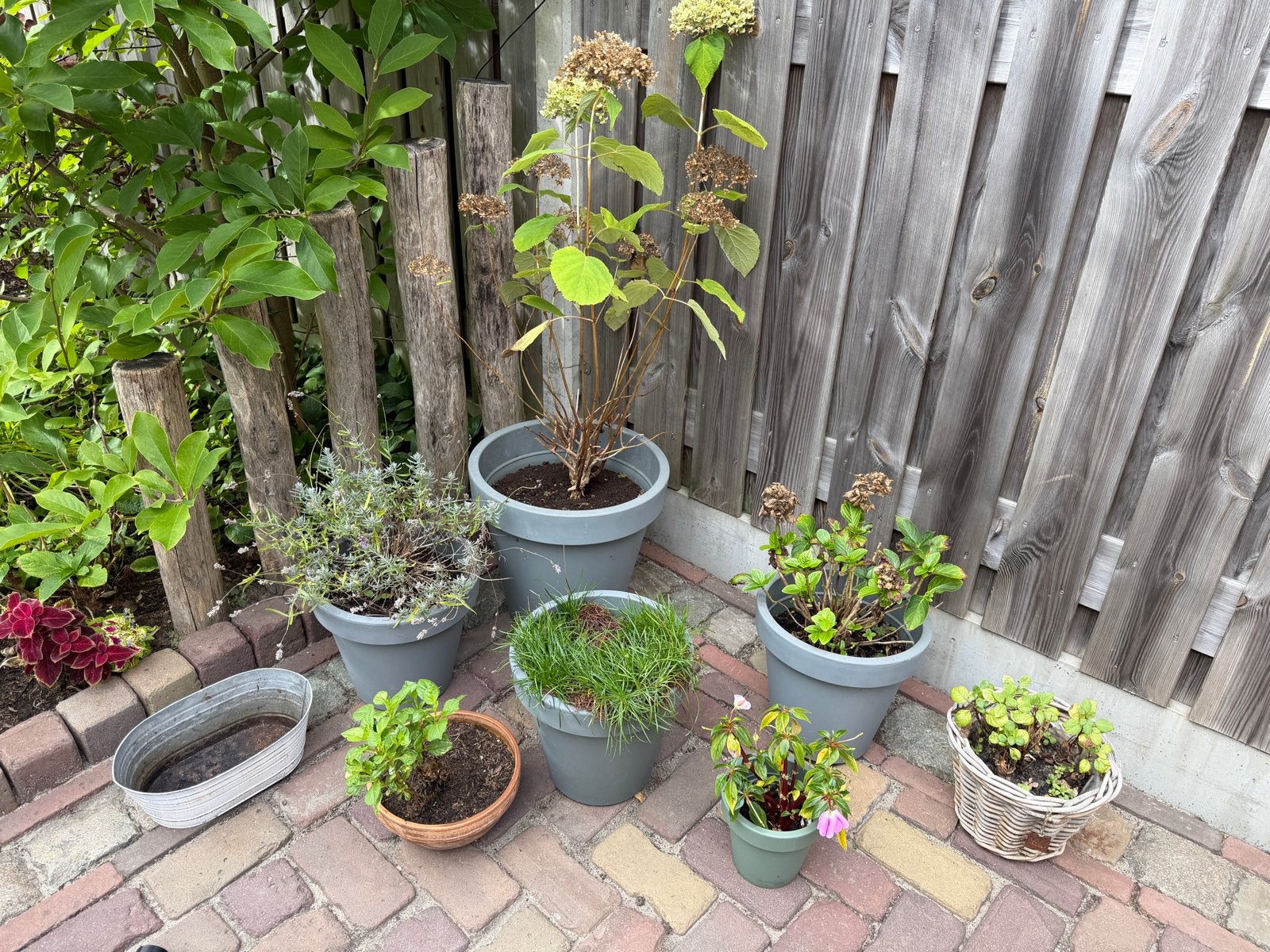 Diverse potten met plantjes voor tuin of balkon, Ophalen, Kunststof, Gebruikt, Balkon