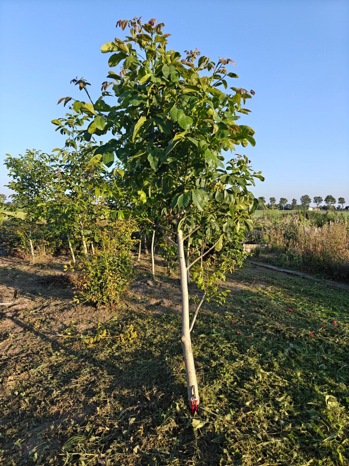 Biologisch opgekweekte Juglans bomen (walnootbomen), Overige soorten, Lente, 250 tot 400 cm, Ophalen
