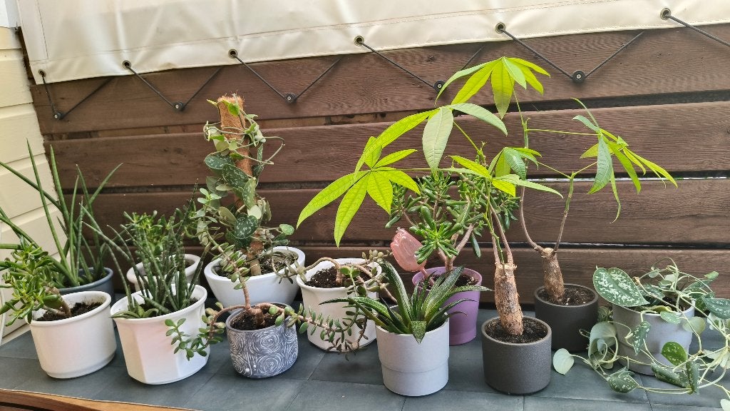 potbloemen (geldboom, zilverrank en anderen), Ophalen, Overige soorten, Halfschaduw, In pot